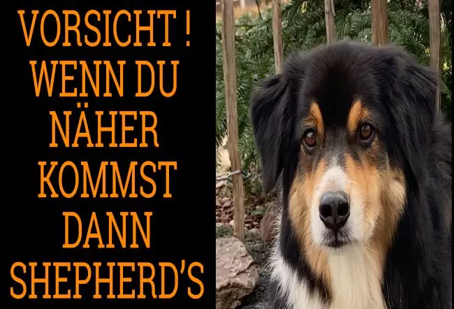 Hunde Vorsicht Warnschild Zutritt verboten Hunde Es Shepherd Bild