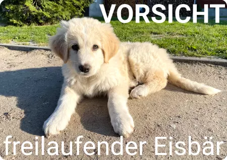 Hunde Vorsicht Warnschild Zutritt verboten Hunde FREILAUFENDER EISBÄR Bild