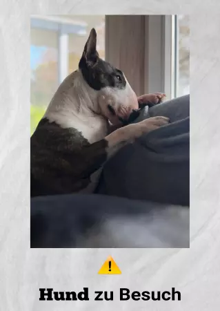 Hunde Vorsicht Warnschild Zutritt verboten Hunde Hund zu Besuch ! Bild