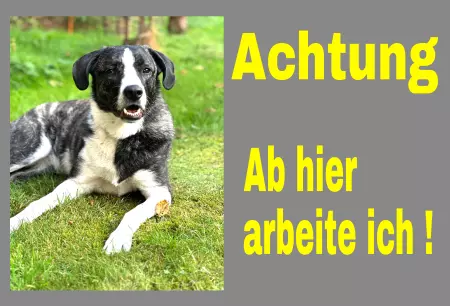 Hunde Vorsicht Warnschild Zutritt verboten Hunde Ab hier arbeite ich! Bild