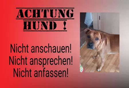 Hunde Vorsicht Warnschild Zutritt verbotenHunde ACHTUNG HUND Bild