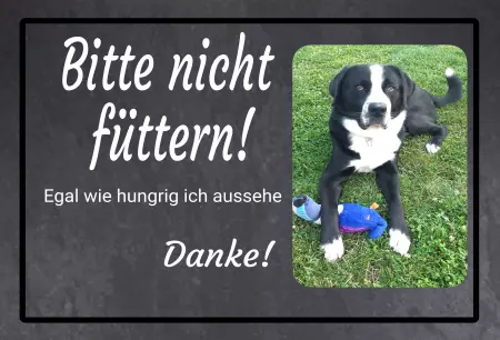 Hunde Vorsicht Warnschild Zutritt verbotenHunde Bitte nicht füttern! Bild