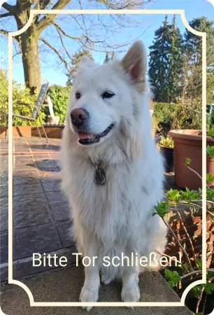 Hunde Vorsicht Warnschild Zutritt verbotenHunde Bitte Tor schließen! Bild