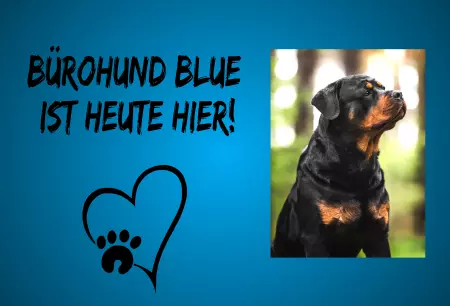 Hunde Vorsicht Warnschild Zutritt verbotenHunde Bürohund Blue ist heute hier! Bild