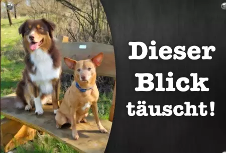 Hunde Vorsicht Warnschild Zutritt verbotenHunde Der Blick täuscht! Bild