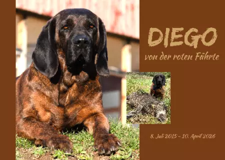 Hunde Vorsicht Warnschild Zutritt verbotenHunde DIEGO Bild