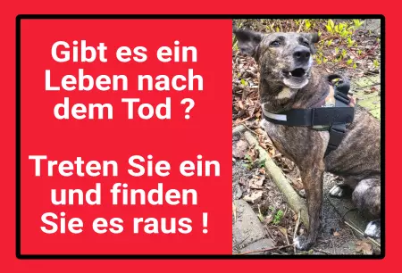 Hunde Vorsicht Warnschild Zutritt verbotenHunde Gibt es ein Leben nach dem Tod? Bild