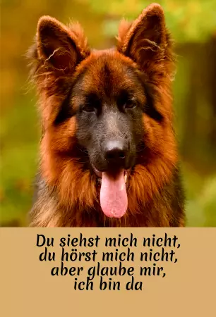 Hunde Vorsicht Warnschild Zutritt verbotenHunde Glaube mir, ich bin da Bild