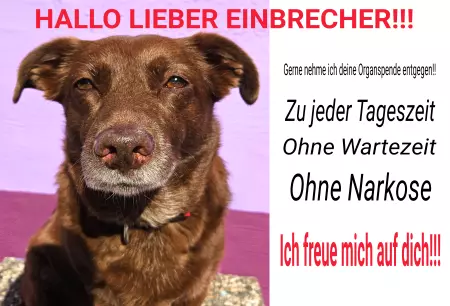 Hunde Vorsicht Warnschild Zutritt verboten Hunde HALLO LIEBER EINBRECHER Bild