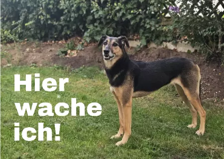 Hunde Vorsicht Warnschild Zutritt verboten Hunde Hier wache ich! Bild