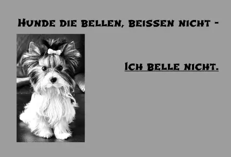 Hunde Vorsicht Warnschild Zutritt verbotenHunde Hunde die Bellen, beissen nicht Bild