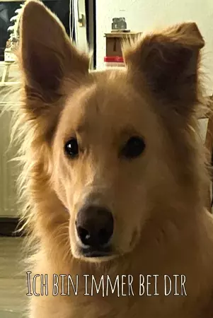 Hunde Vorsicht Warnschild Zutritt verboten Hunde Ich bin immer bei dir Bild