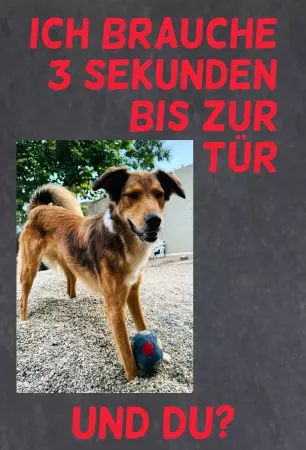 Hunde Vorsicht Warnschild Zutritt verboten Hunde Ich brauche 3 Sekunden ... Bild