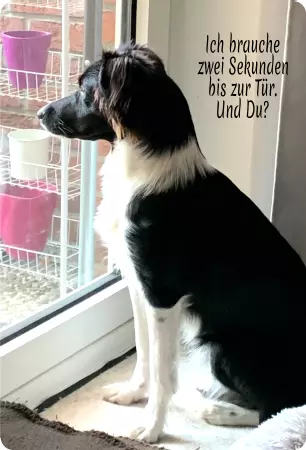 Hunde Vorsicht Warnschild Zutritt verbotenHunde Ich brauche zwei Sekunden bis zur Tür. Und du? Bild