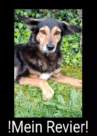 Hunde Vorsicht Warnschild Zutritt verboten Hunde Mein Revier Bild