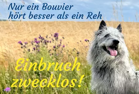 Hunde Vorsicht Warnschild Zutritt verbotenHunde Nur ein Bouvier ... Bild