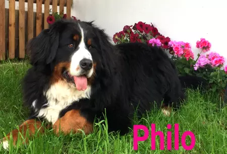 Hunde Vorsicht Warnschild Zutritt verbotenHunde Philo Bild