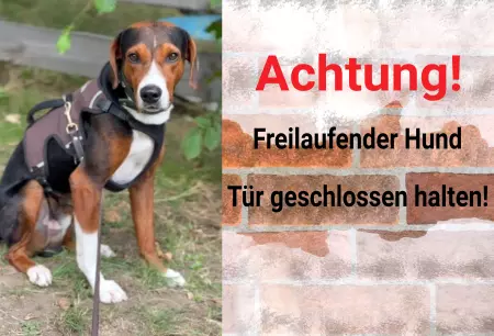 Hunde Vorsicht Warnschild Zutritt verboten Hunde Türen geschlossen halten! Bild