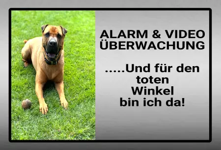 Hunde Vorsicht Warnschild Zutritt verboten Hunde ... Und für den toten Winkel bin ich da! Bild