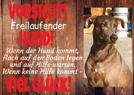 Hunde Vorsicht Warnschild Zutritt verboten Hunde Wenn keine Hilfe kommt, viel Glück! Bild