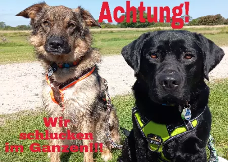 Hunde Vorsicht Warnschild Zutritt verboten Hunde Wir schlucken im Ganzen!! Bild