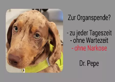 Hunde Vorsicht Warnschild Zutritt verboten Hunde Zur Organspende? Bild